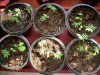 Детский развивающий набор для выращивания - Мимоза